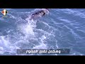نشيد الصاعقة المصرية قلبي مولع قايد نار و اسماء و صور حقيقية لبعض الشهداء 