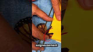 🦋 Un papillon avec une nouvelle aile ! #animaux #papillon #sauvetage