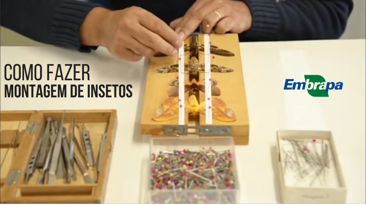 Passo a passo para montagem de insetos #Embrapa