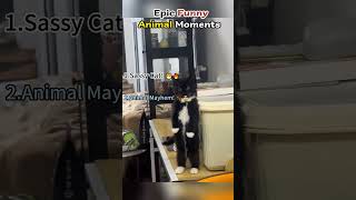 Ranking Funniest Drive-Thru Moments 🤣 #ranking #memes #funny #tiktok