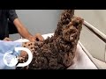 My Shocking Story: Treeman the Cure - Hospital Life