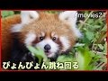 So Cute! Red Panda Cub 動きが可愛いすぎるレッサーパンダの赤ちゃん