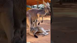 ??kangaroo