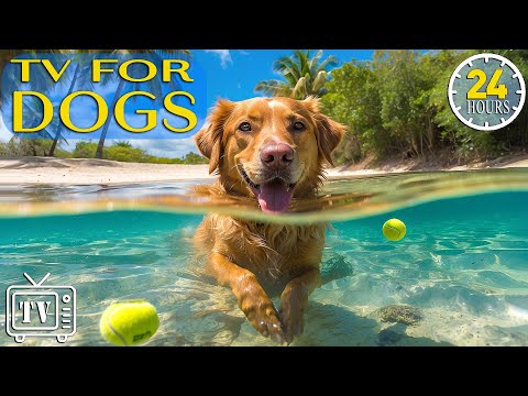 Soothe Dog's Anxiety: 24 Hours Of Dog Tv - Anti Anxiety x Boredom Busting Videos With Music For Dogs