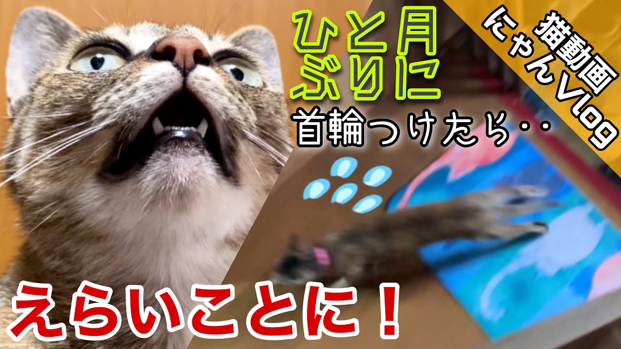 Tsurara-an Cat Video] I put a collar on my cat for the first time