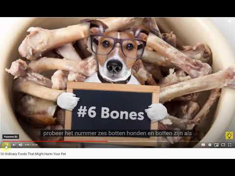 Video: Low purine dieet voor honden