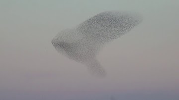 Murmuration of Starlings, Marin County CA