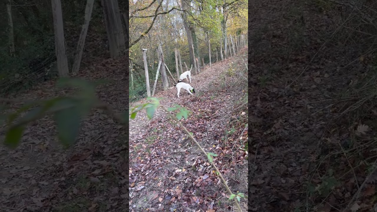 Deuxième sortie au parc à sanglier pour les A (5 mois) 