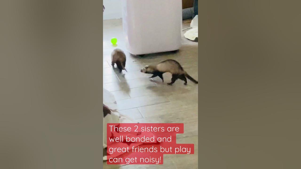 Ferrets Dooking, hissing and squealing in play. YouTube