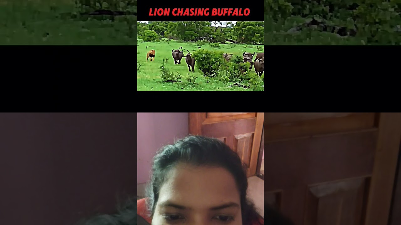 lion vs buffalo 