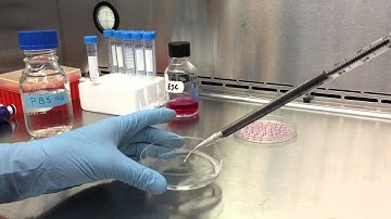 Hanging Drop Technique to Form Embryoid Bodies