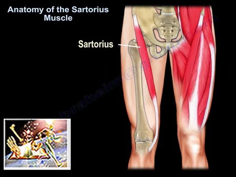 Anatomy Of The Sartorius Muscle  - Everything You Need To Know - Dr. Nabil Ebraheim