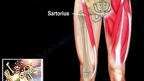 Anatomy Of The Sartorius Muscle  - Everything You Need To Know - Dr. Nabil Ebraheim