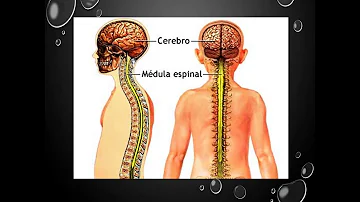 ¿Cuál es la función de los nervios para niños?