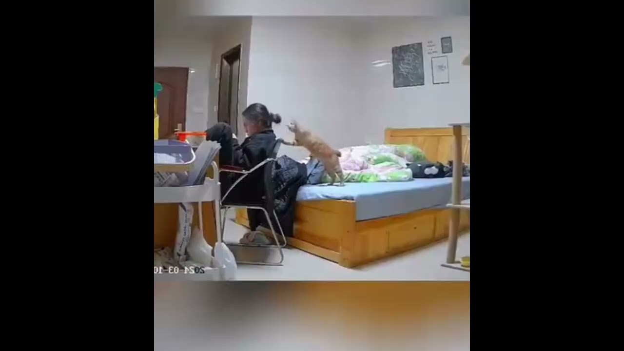 This Cat is a natural born comedian! 😂