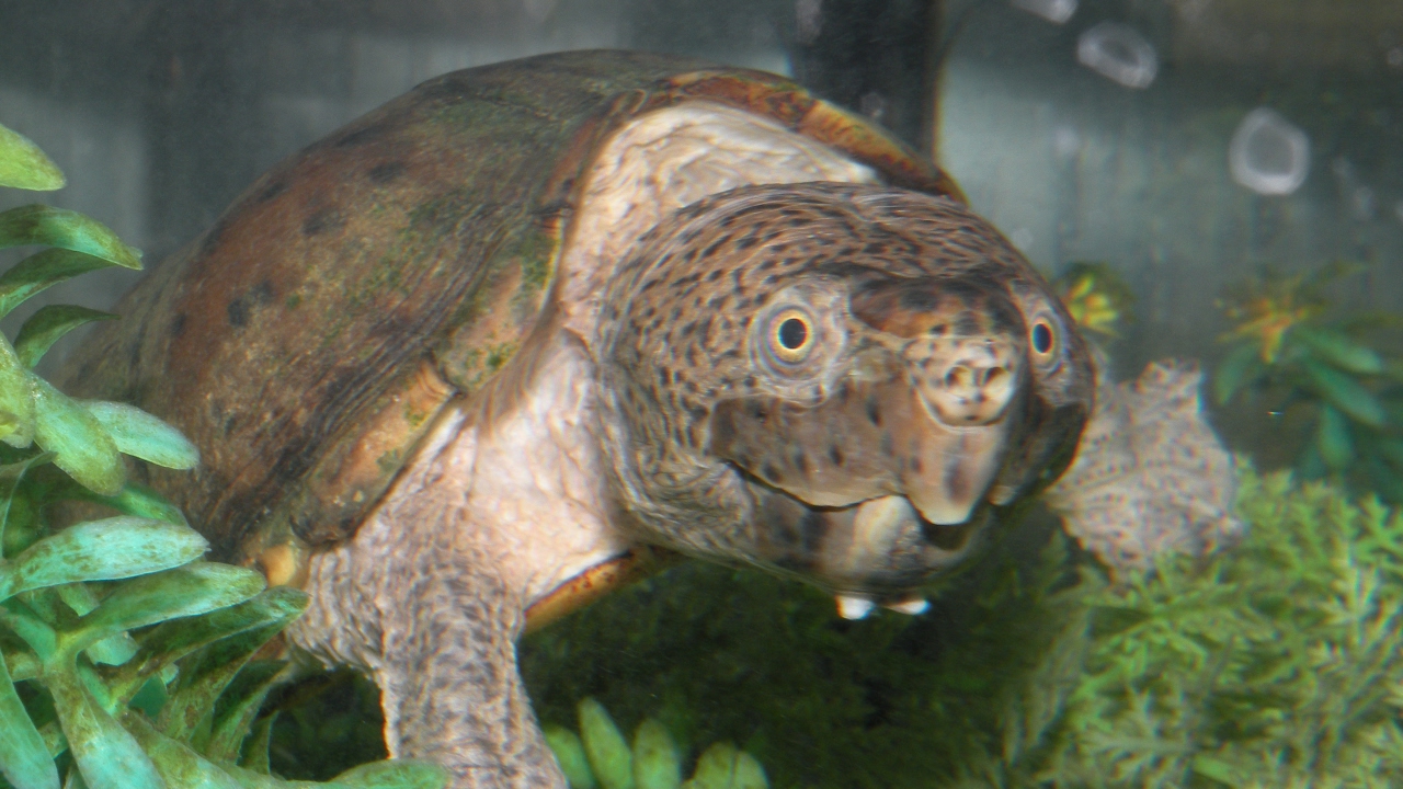 size of greenland Best Beginner Turtle? Not the red-eared slider!