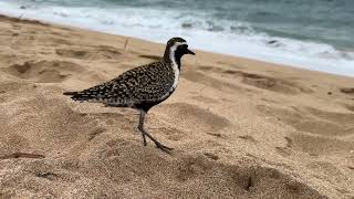 Pacific Golden Plover on the beach