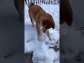 雪で滑り落ちる柴犬