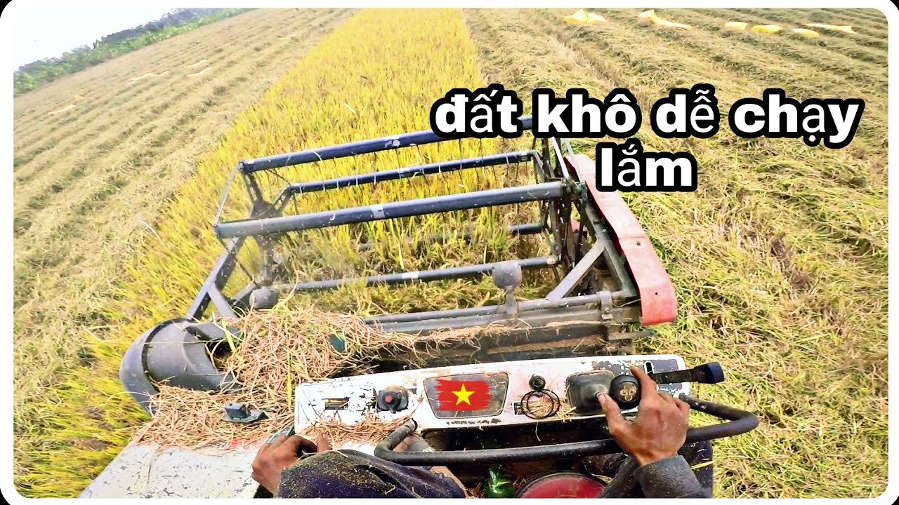 Chạy máy cắt lúa trúng quá trúng không dám chạy nhanh | Dúi Dúi Vlogs