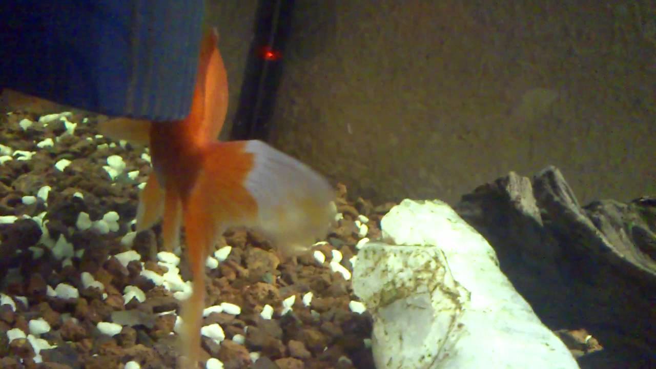 Goldfish eats betta - YouTube
