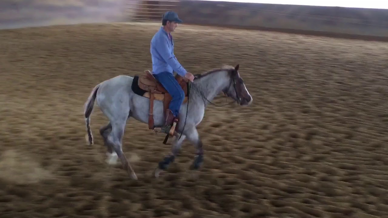 Hand Some Rascal 2018 Winter Premier Sale Consignment Hip #23 ONE HANDSOME RASCAL - YouTube