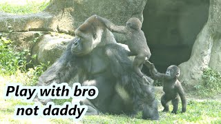 Little gorilla with daddy Part 2: Ringo played with brother not daddy😂😂 / 小金剛猩猩Ringo只想跟哥哥玩而不是跟爸爸玩