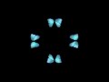 Butterfly Hologram Video HD