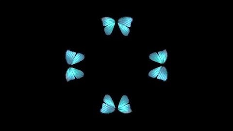 Butterfly Hologram Video HD
