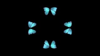 Butterfly Hologram Video HD screenshot 3