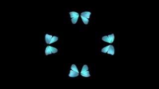 Butterfly Hologram Video HD