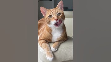 Cute cat head tilts for catnip