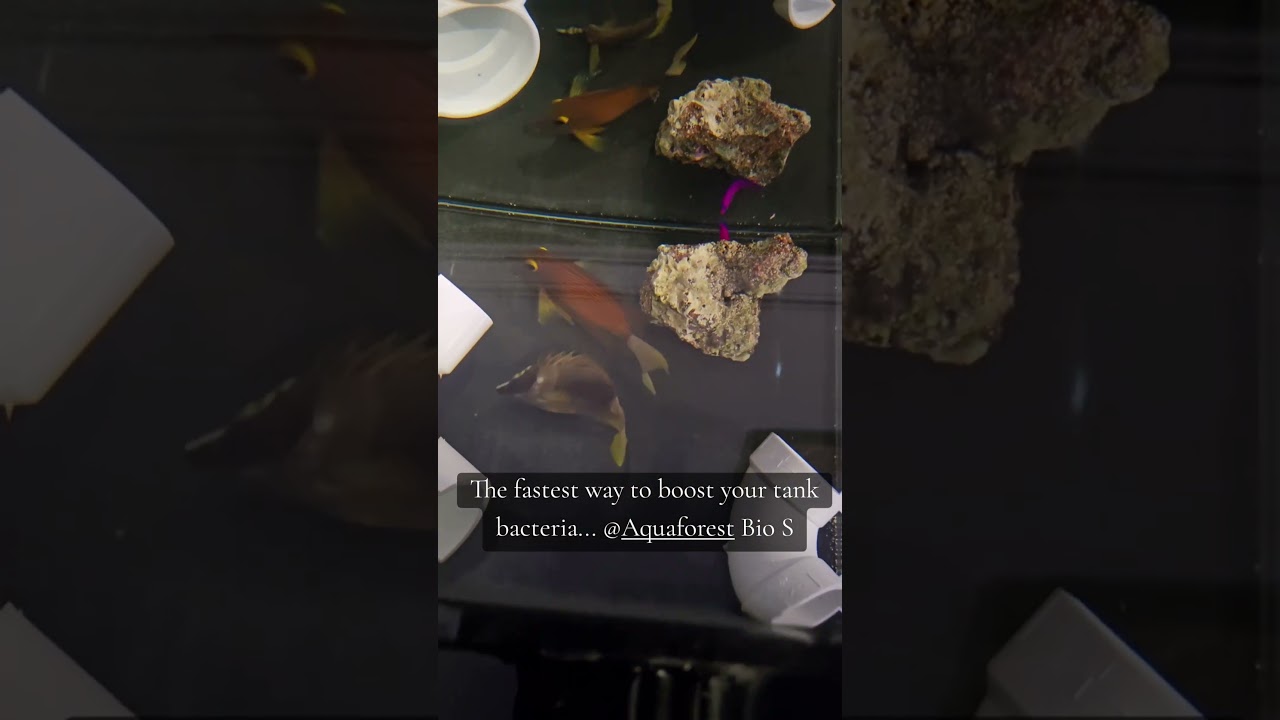 The fastest way setting up a temporary tank to observe new fish @aquaforesteuaf Bio S 