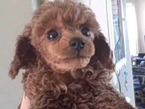 red toy poodle for sale