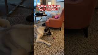 World’s Biggest Dog Feeding Time (You Won’t Believe This) #spotthedog #dogbreed #dogselfie