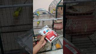 Budgies ki health ka poora khayal ? | Boltz Mineral block shorts boltz dailyminivlog