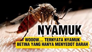 🦟 “Kenapa Hanya Nyamuk Betina yang Menghisap Darah? Ini Alasannya!”