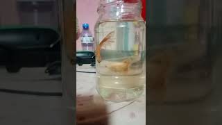 ##beta fish Golden half moon ##😯😯😯😯😱😱🥰🥰