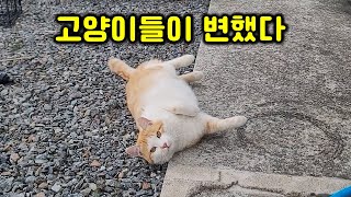 Peaceful.' But cats are turning weird by 매탈남 69,699 views 2 months ago 13 minutes, 4 seconds