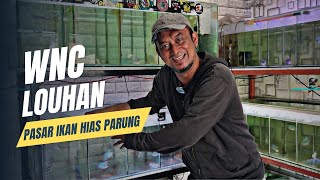 LOUHAN AT WNC KIOSK PARUNG ORNAMENTAL FISH MARKET