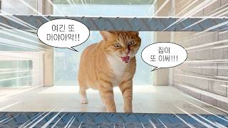 운동장만한 썬룸을 고양이들에게 공개했더니...