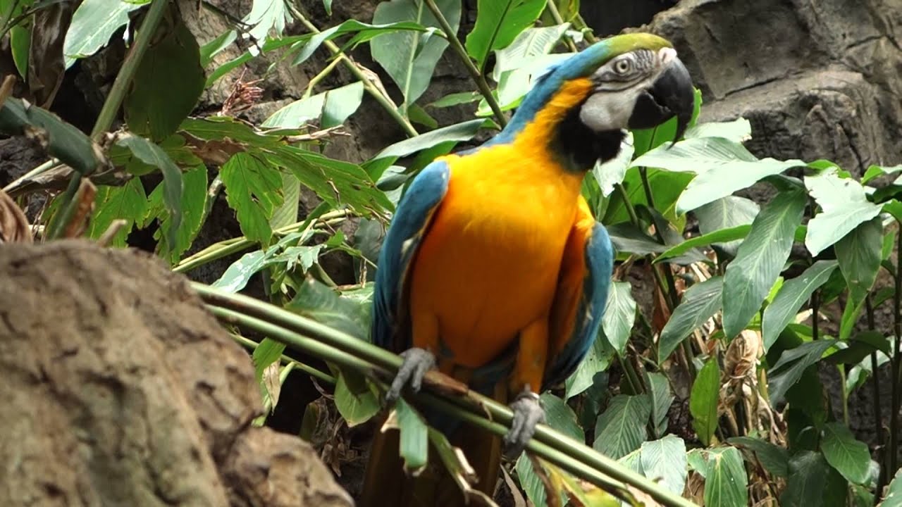 Parrots at the Central Park Zoo