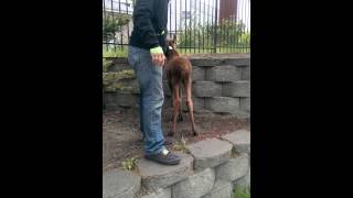 The sounds this baby moose makes are adorable