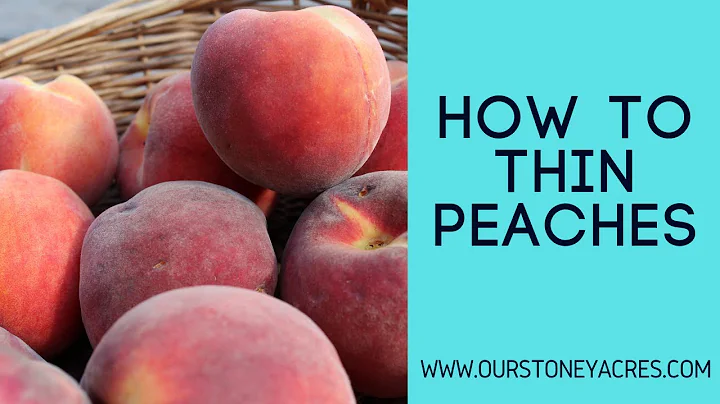 How To Thin Peaches: To improve fruit size and sweetness - DayDayNews