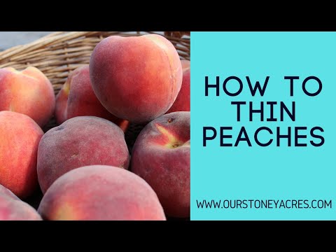 Video: Nectarine Fruit Thinning: Tips on Thinning Nektarinträd