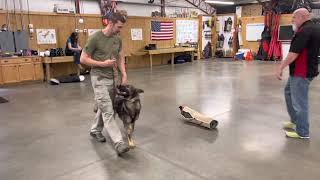 Super Star Home Raised Personal Protection Trained "Macho" 20 Mo's Sable German Shepherd Elder Abuse