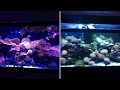 Coral reef aquarium documentary Season 1 Episode 1