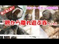 本物!?  コモンマーモセット 小さ過ぎる双子!? 指サイズのお猿♪ 飼育日記（NO.5）【コモンマーモセット飼育係】monkey  marmoset Animals