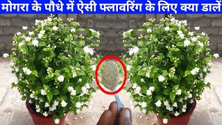ऐसी फ्लावरिंग के लिये मोगरा में क्या डालें | How To Grow Mogra Plant In Pot