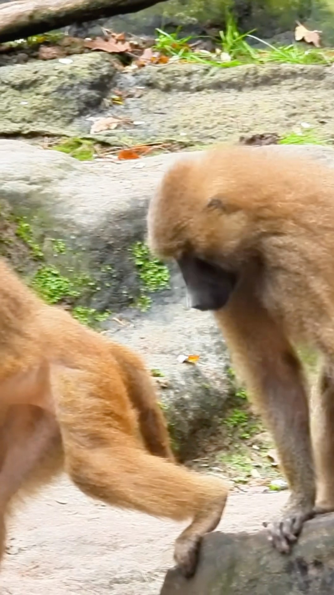Monkey Holding Back
