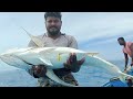     giant trevally fish  tamil  ungal meenavan